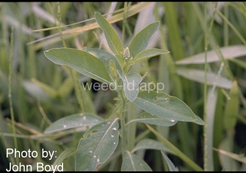 gooseweed
